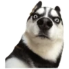 Stickers For Dog Lovers 1 22