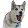 Stickers For Dog Lovers 1 23