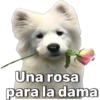 rabiola
Una rosa
para la dama