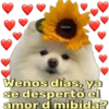Fabiola
Wenos días, ya
se despertó el
amor d mibida?