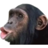 memes 28