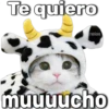 Te quiero
Fabiola
muuuucho