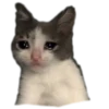Almost sad cats 16