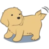 Golden Retriever Puppy 7