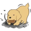 Golden Retriever Puppy 8
