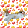 Amorcito de Anvorguesos 5