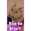 Eso te
Dijo?
