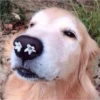 Perros, gatos y plus  6 5