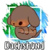Eli&Javi(JD)
Dachshund