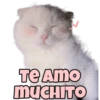 TE Amo
MUCHITO