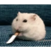 am