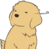 Golden Retriever Puppy 9