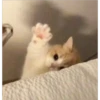 Perros, gatos y plus  6 8