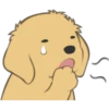 Golden Retriever Puppy 10