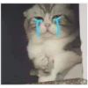 Perros, gatos y plus  6 9