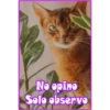 No opino
Solo observo