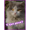 Y que paso?