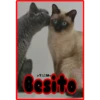 Besito