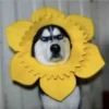Perros, gatos y plus  6 12