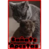 Banate
Apestas