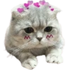 Amorcito de Anvorguesos 9