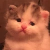 Perros, gatos y plus  6 13