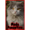 Modo
Pensative