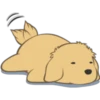 Golden Retriever Puppy 19
