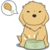 Golden Retriever Puppy 21