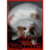 Hola
Que haces?