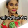 හරිපැටියොඑල
