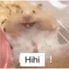 Hihi !