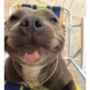 Perros, gatos y plus  6 20