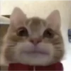 Perros, gatos y plus  6 21
