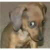 Perros, gatos y plus  6 22