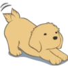 Golden Retriever Puppy 24