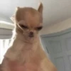 Perros, gatos y plus  6 26