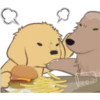 Golden Retriever Puppy 27