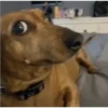 Perros, gatos y plus  6 27