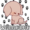 El&Javi(JD)
Weimaraner