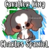 Cavalier king
Eli&Javi(JD)
Charles Spaniel