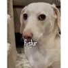 homophobic dog 5