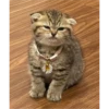 Cats 5