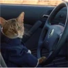 Cats 6
