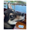 嘻嘻