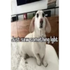 homophobic dog 7