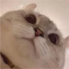 Cats 7
