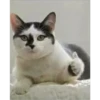 Cats 8