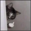 More cats 6