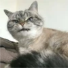 Cats 9